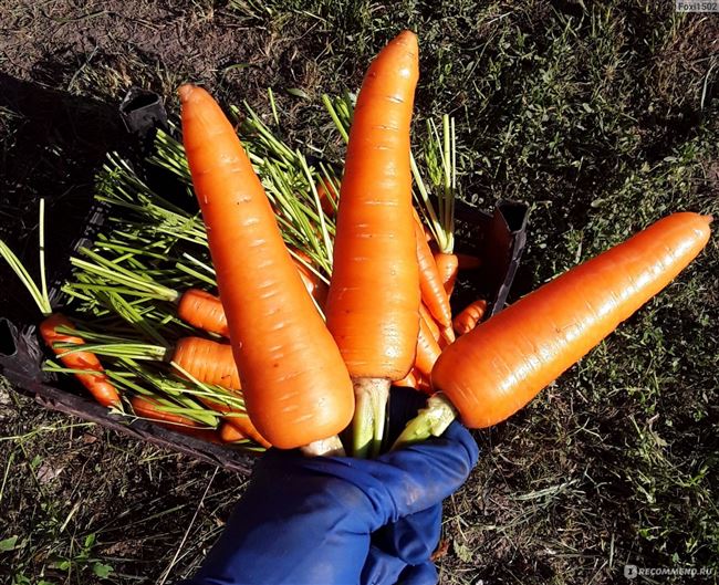 Описание Морковь Навал F1 0,3 г (Голландия)
