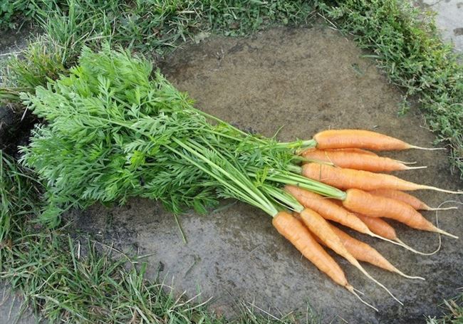 Заказать семена моркови Наполи F1