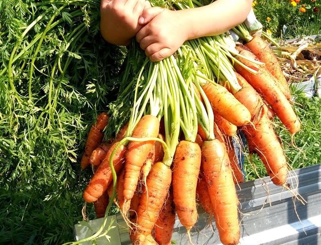 Когда сеять морковь 