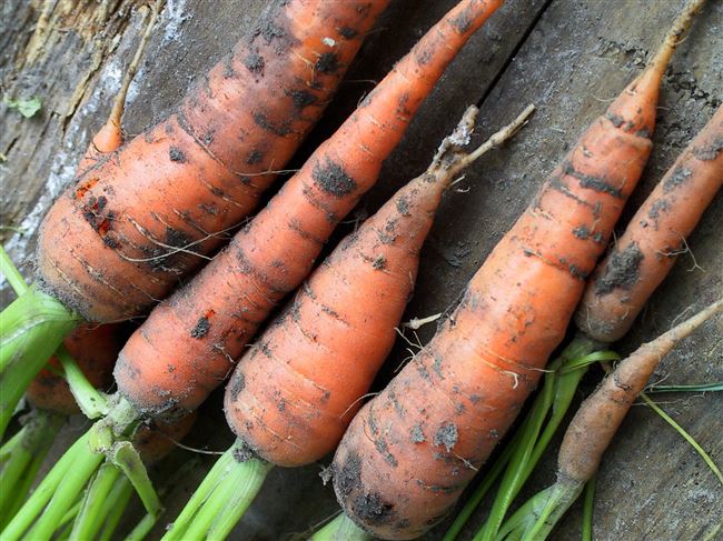 Как правильно организовать хранение моркови