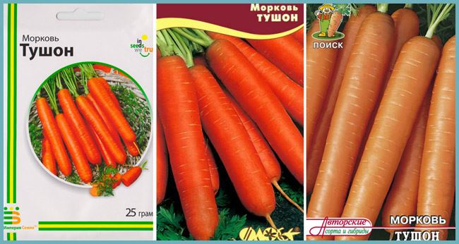 Описание и характеристика моркови Тушон