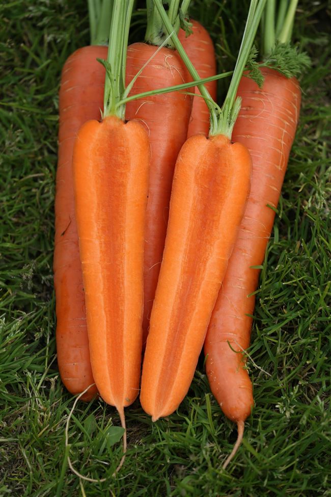Заказать семена моркови Олимпо F1