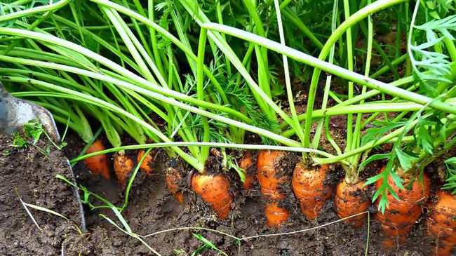 Уход за растущей морковью на грядке