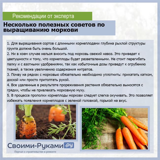 Температура воздуха при хранении моркови