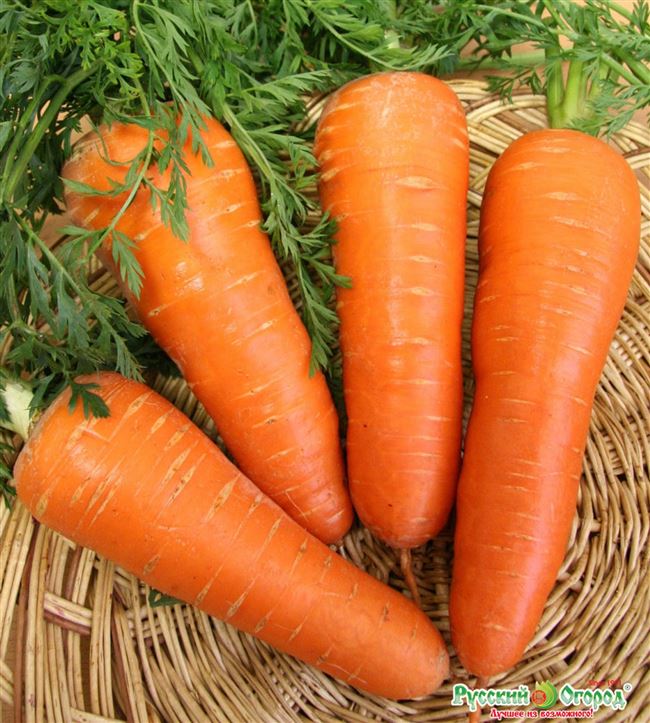 Выбираем лучшие сорта моркови