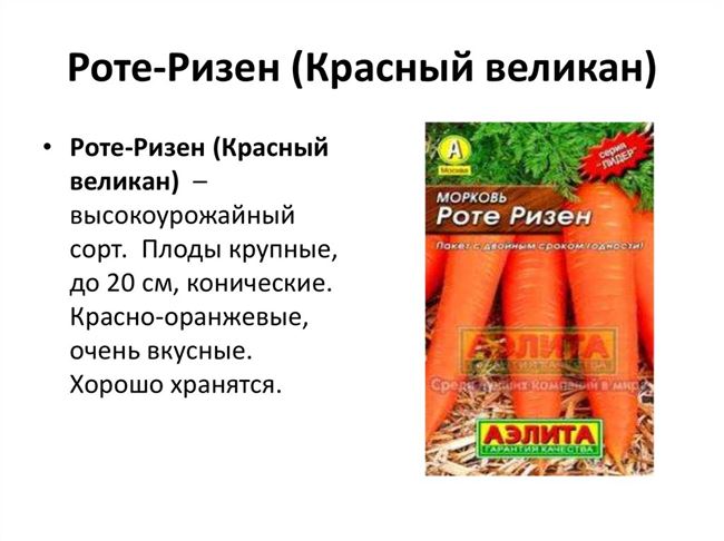 Чем хороша морковь Роте Ризен, а в чем ее недостатки. Отзывы