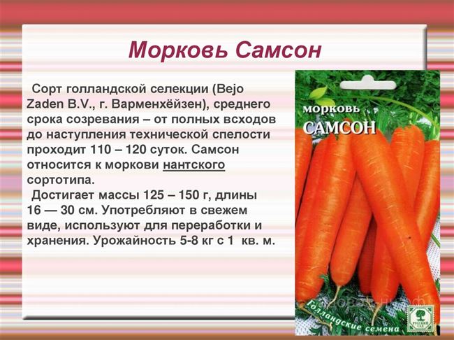 Описание и характеристики моркови Самсон