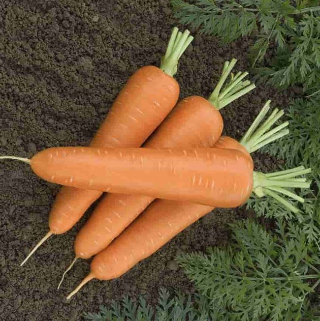 Морковь Сильвано F1 описание сорта