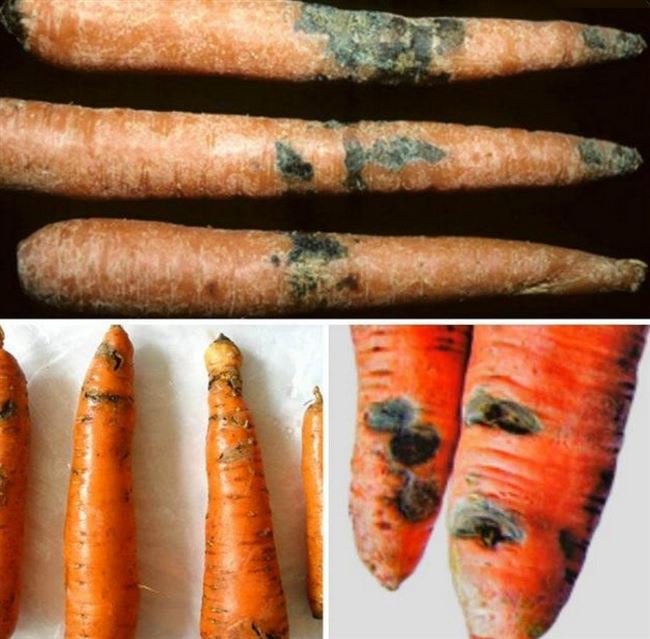 Болезни моркови при хранении