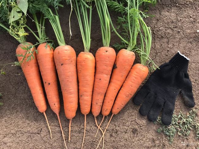 Характеристики Тангерина F1 - семена моркови, скороспелой,Takii, Япония.