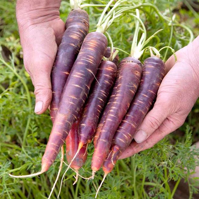 Общая характеристика фиолетовой моркови