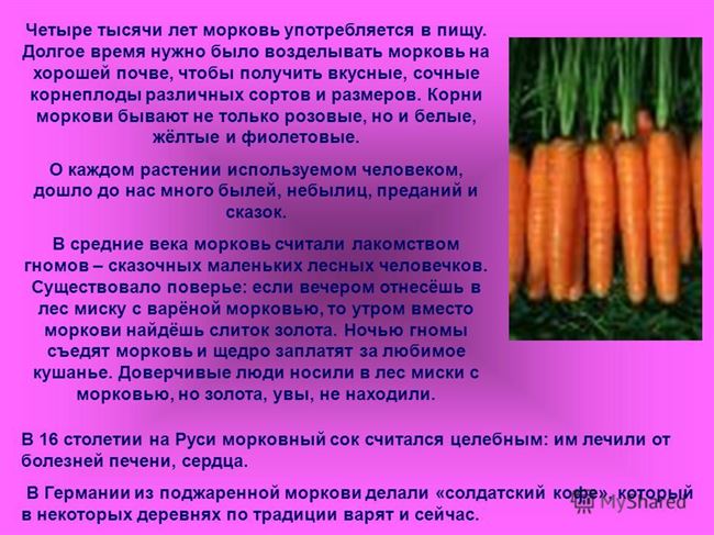 Наиболее опасные болезни моркови