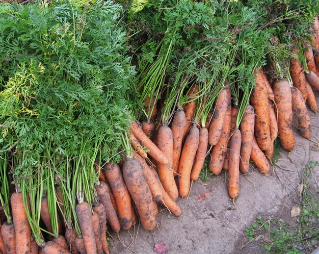 Морковь – уход и защита