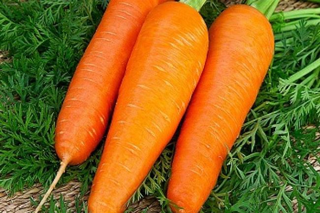 Выращивание моркови и уход за ней