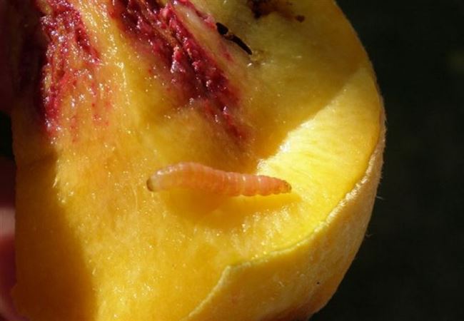 Опасные вредители персика обнаружены