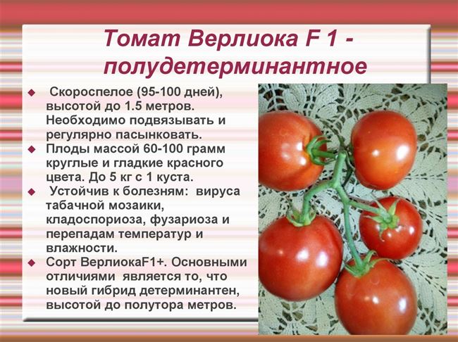 Общая характеристика томата Туз и описание плодов детерминантного сорта