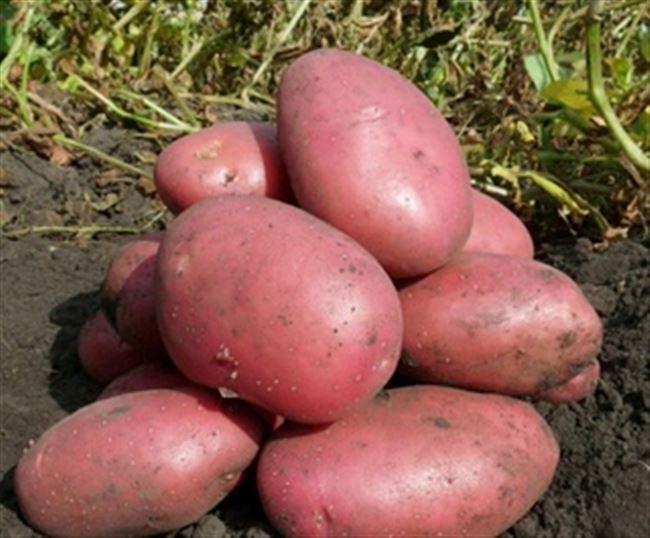 Характеристики картофеля Балтик Роуз