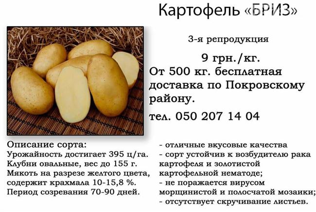 Характеристики картофеля Бриз