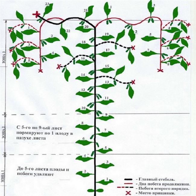 Пошаговое описание посадки в открытый грунт рассадой