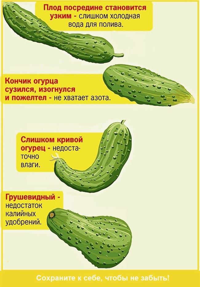 Характеристика внешнего вида растения и зеленцов