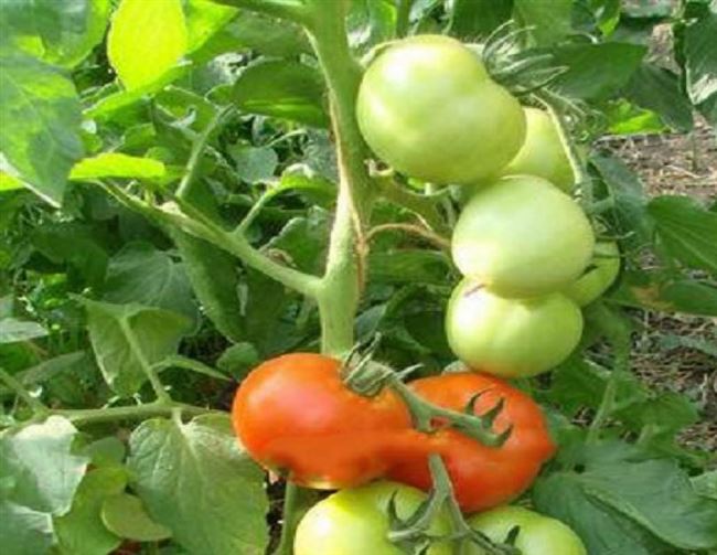 Описание сорта томата Ксения f1, его характеристика и выращивание