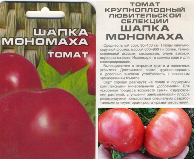Урожайность томата Шапка Мономаха и плодоношение