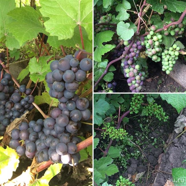 Общая характеристика винограда