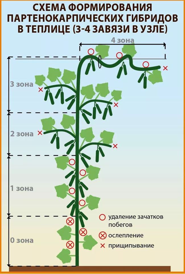 Подвязка и формирование кустов 