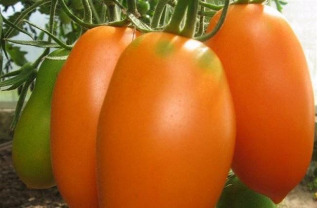 Характеристика помидоров