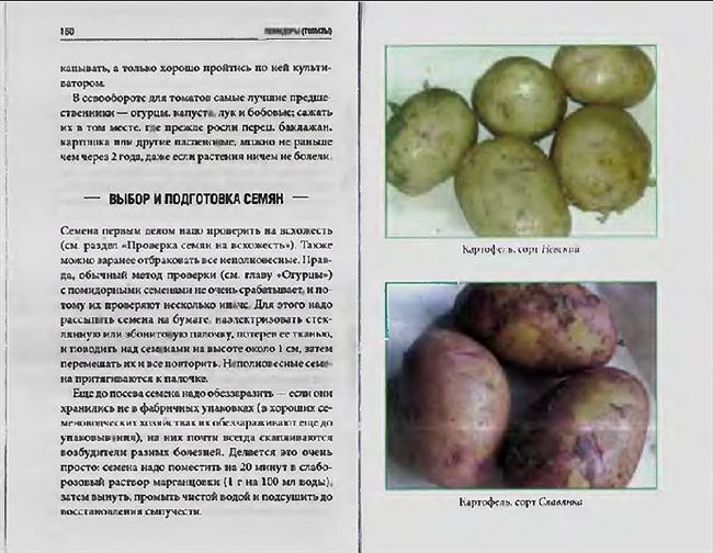 Описание сорта картофеля Рябинушка
