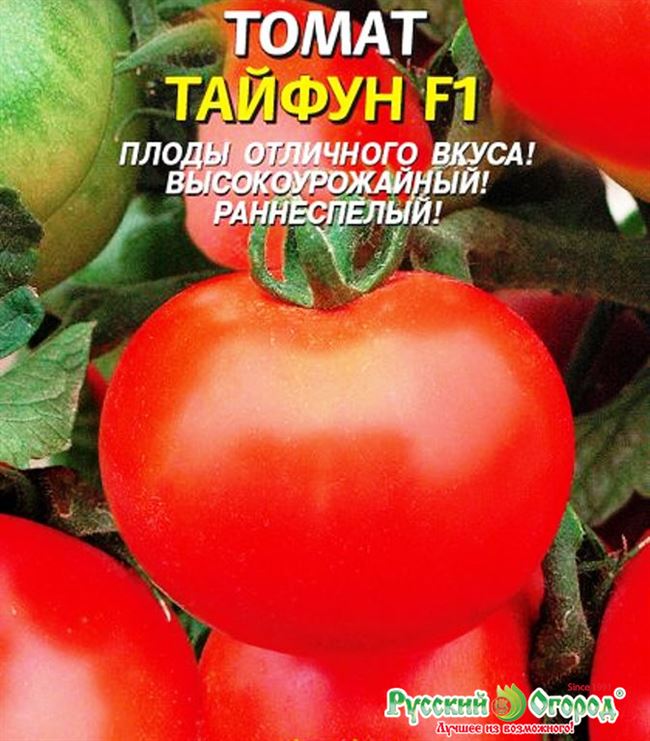 Описание и характеристика томатов Тайфун F1, отзывы, фото