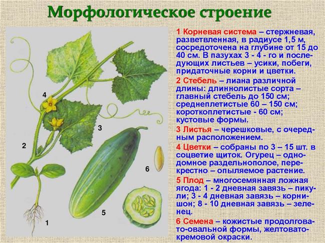 Описание Огурец "ТАНЯ" (TANJA)  10 семян