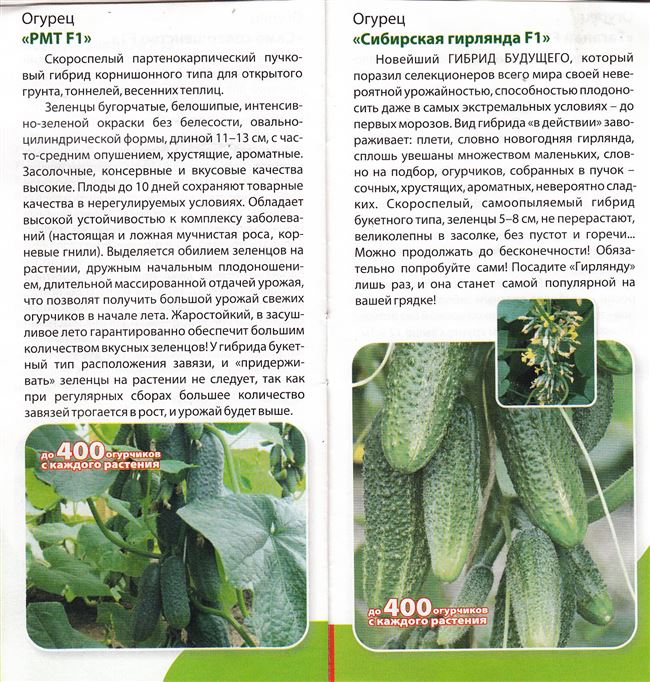 Описание сорта огурца Сибирский экспресс, особенности выращивания и ухода