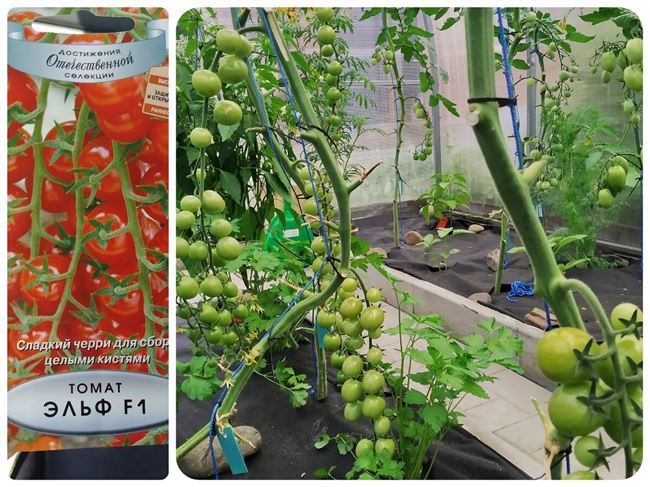 Описание сорта томата Эльф f1, особенности выращивания и уход