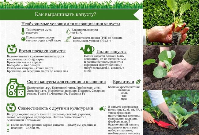 Агротехника выращивания, рекомендации по уходу