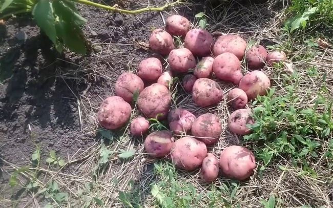 Плюсы и минусы картофеля сорта Рябинушка