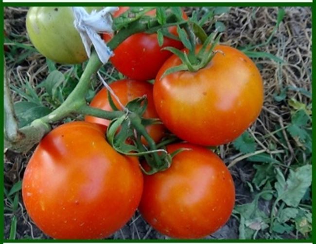 Урожайность томата Снежный барс и плодоношение