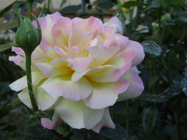 Размножение розы сорта Глория Дей (инструкции с фото)