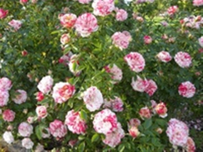 Достоинства (плюсы) Polyantha-Rose