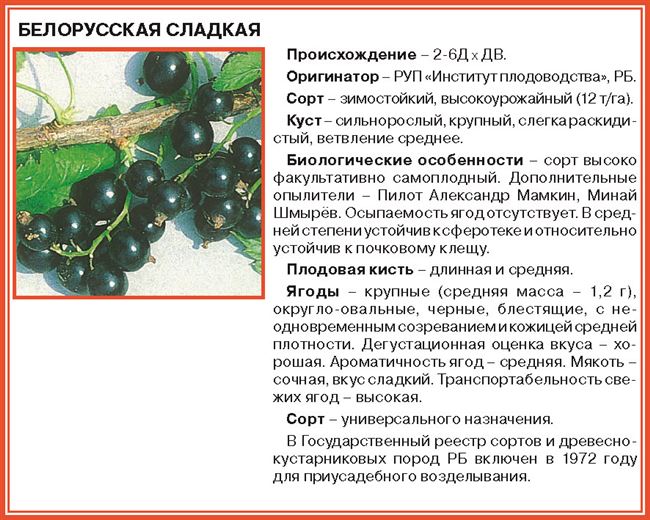 Описание сорта смородины Белорусская сладкая