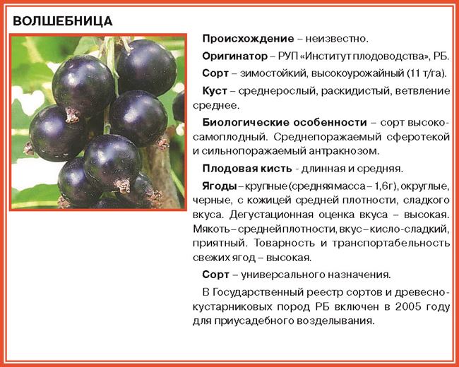 Характеристика и особенности ягод смородины Березовка