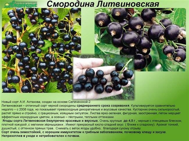 Описание сорта чёрной смородины Литвиновская