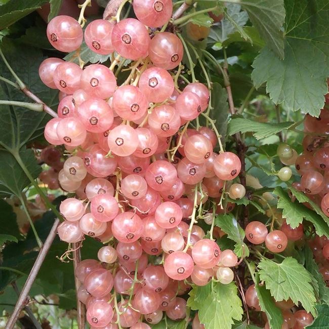 Размножение розовой смородины семенами