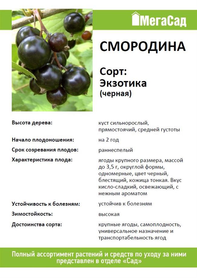 Плюсы и минусы