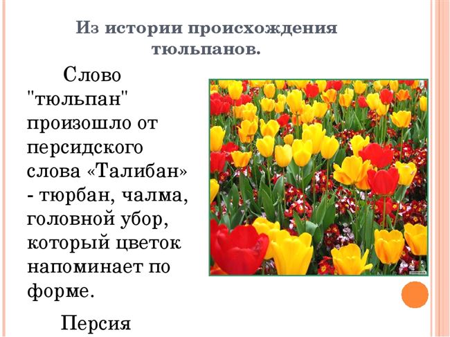Тюльпан текс. Описание тюльпана. Происхождение тюльпана. Тюльпаны история происхождения. Информация о тюльпане.