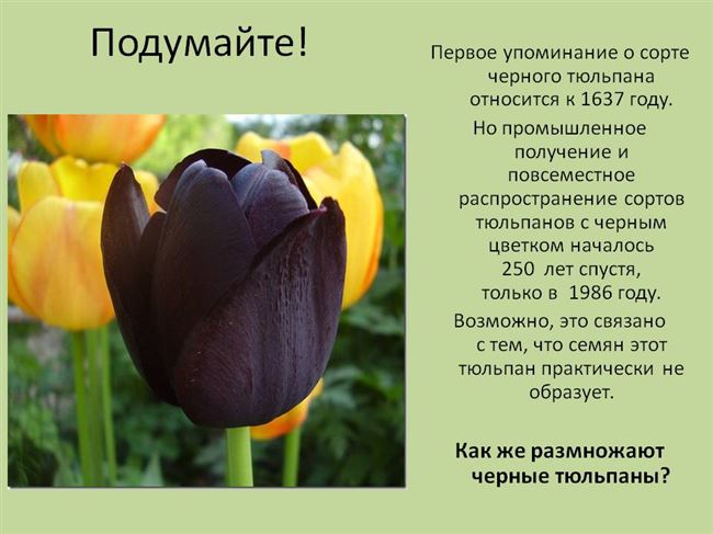 Тюльпан маршал жуков фото и описание