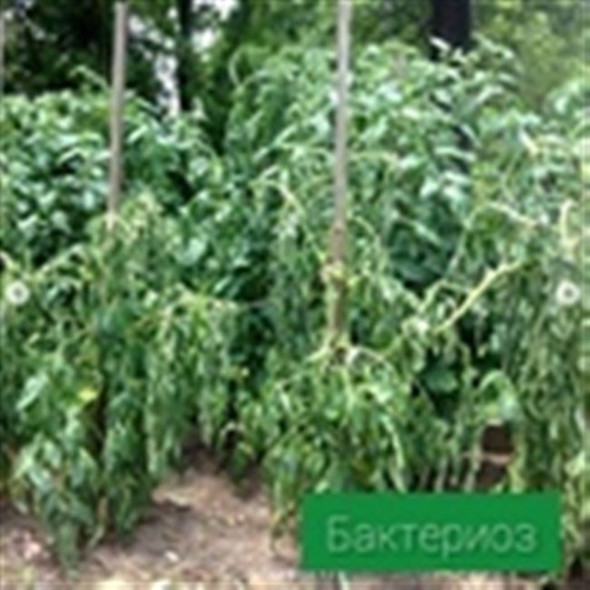 Бактериальное увядание (южное склероциальное увядание)