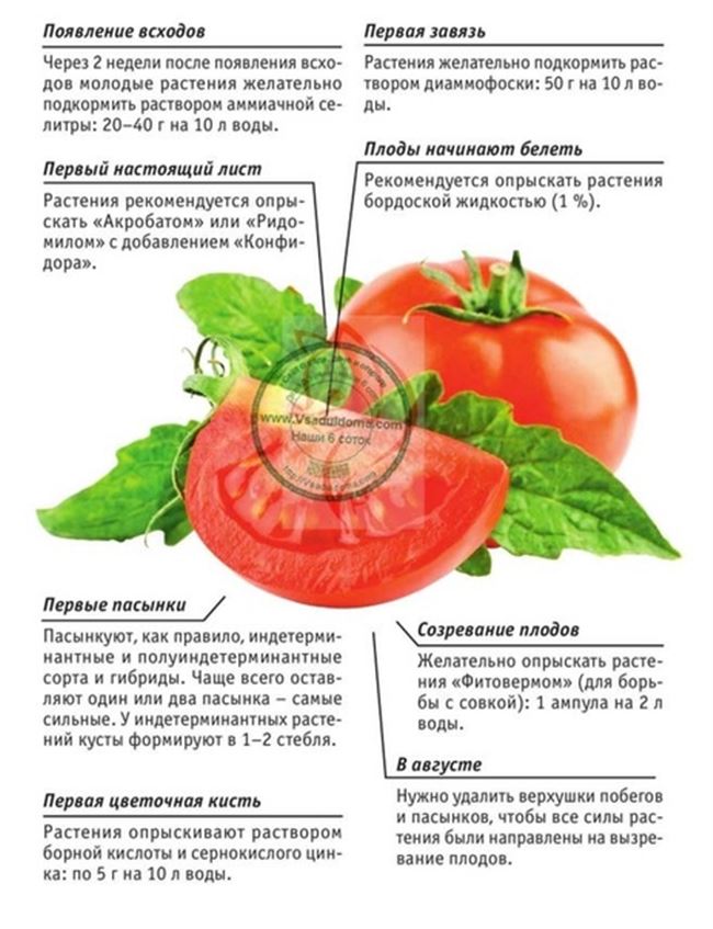 Уход за картошкой после посадки