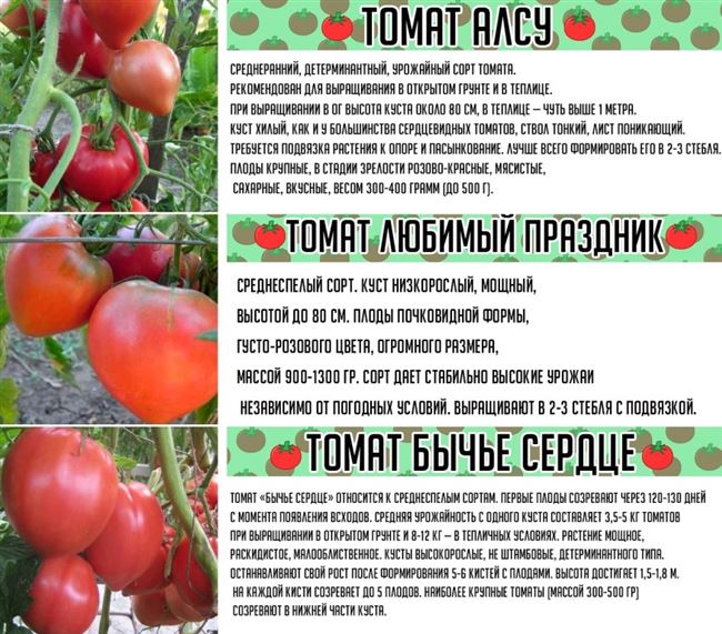 Важные характеристики ранних томатов
