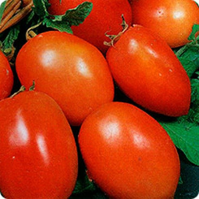 Описание и характеристика сорта томата Алтаечка, отзывы, фото